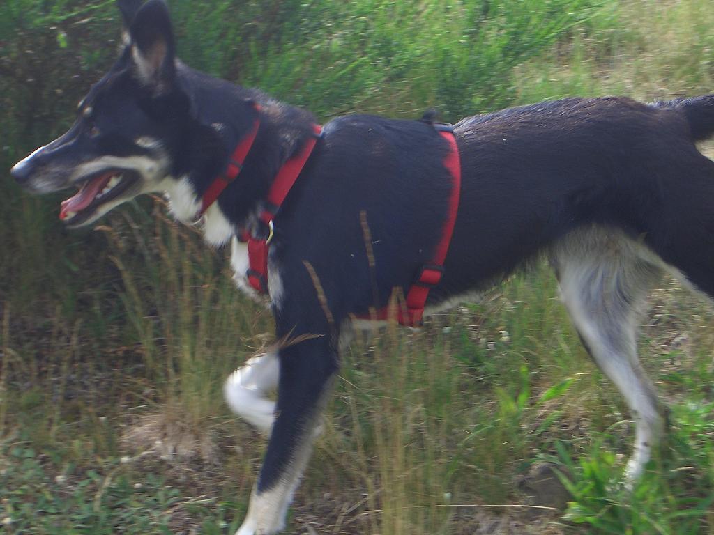 Kira (Border Collie, Deutscher Schäferhund, Siberian Husky) Border Collie Deutscher Schäferhund Siberian Husky 